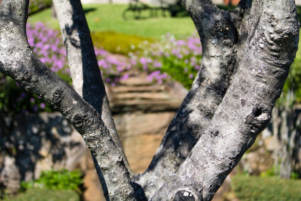 Вілла Quinta Da Eira Do Sol Гімарайнш Екстер'єр фото
